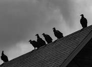 Is There Homeowners Coverage for Roof Damage Caused by a Protected Species? 