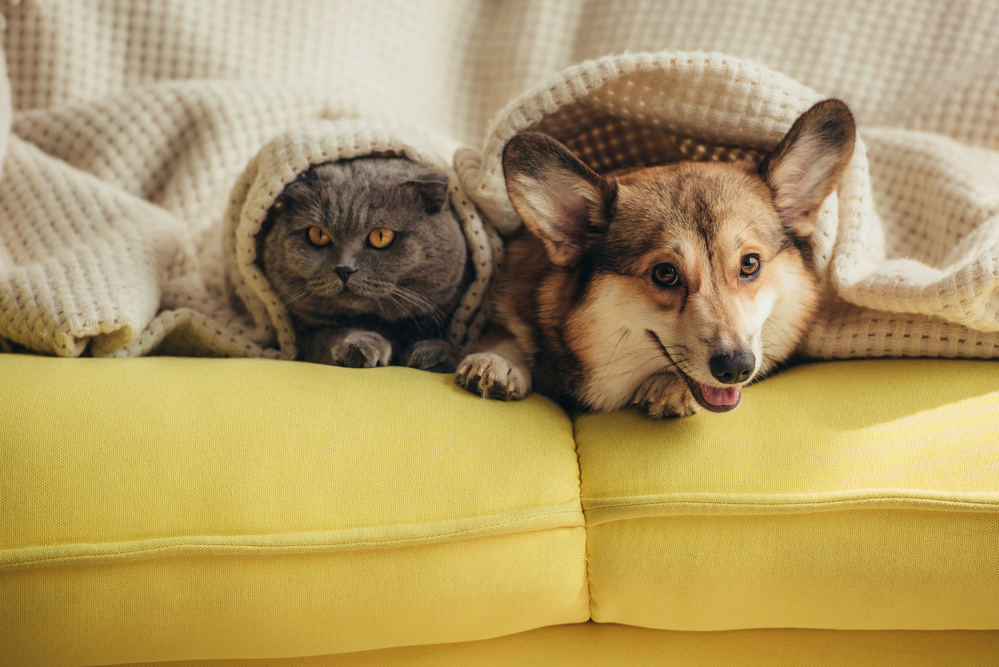 Are Pets Covered Under a Homeowners Policy?  