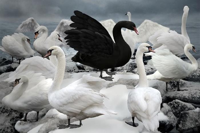 homeowners-how-many-more-black-swans