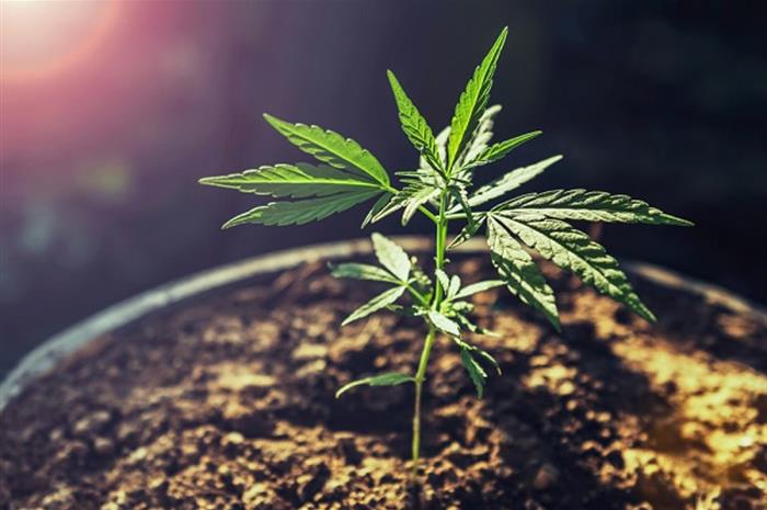 what agents need to know as cannabis legalization grows nearer