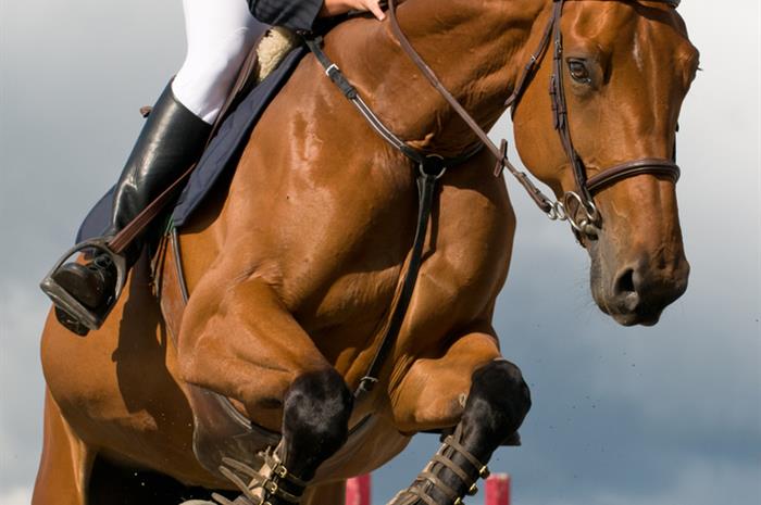 the-olympics-for-horses-are-your-clients-covered-