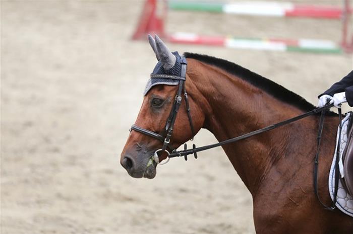 5 key challenges facing the equine industry 