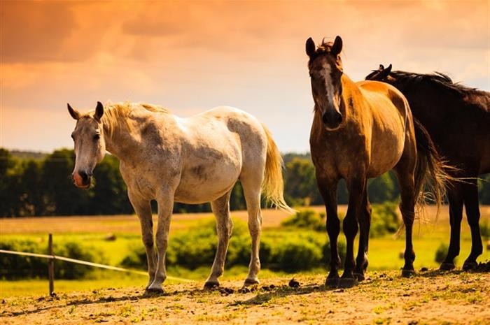 how equine insurance has stabilized and continues to thrive 