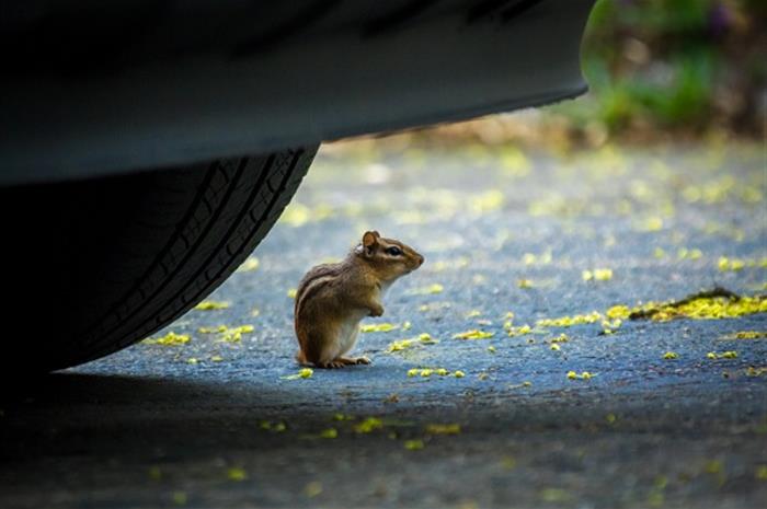 rodent damage prevention in cars: what works and what doesn’t?  