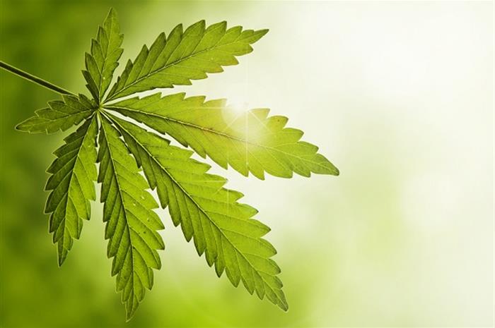 how 2020 took the ‘essential’ cannabis industry higher