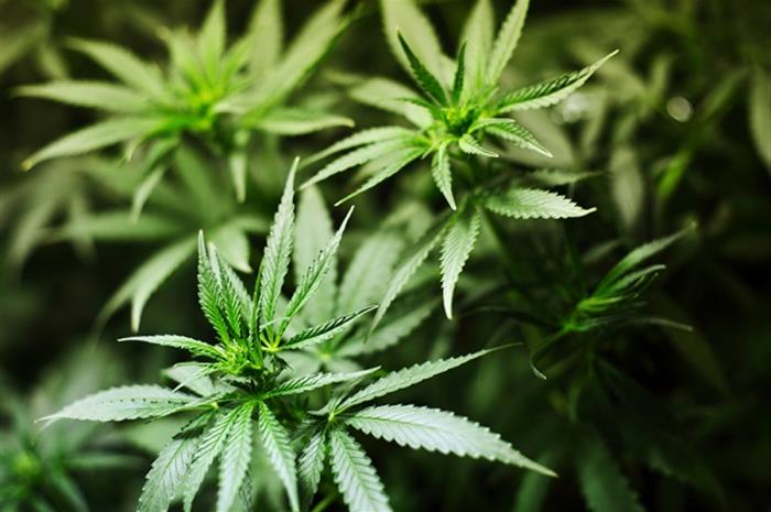 cannabis legislation heads to the senate