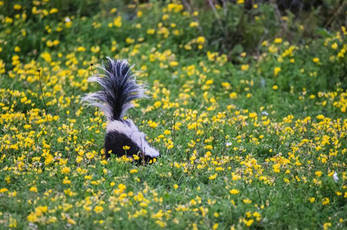 small business survey: beware of birds, skunks and champagne