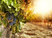 Smoky and Complex: Are Harvested Grapes Covered for Smoke Damage? 
