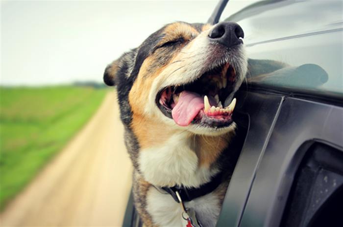 paps-pets-and-property-what-s-a-pet-worth