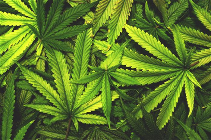 is-legal-marijuana-a-valid-reason-for-non-renewal