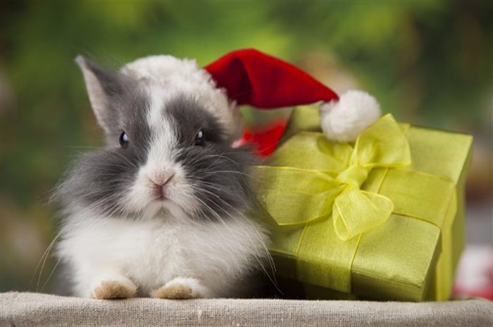 are-your-clients-adding-a-pet-to-the-family-this-holiday-season