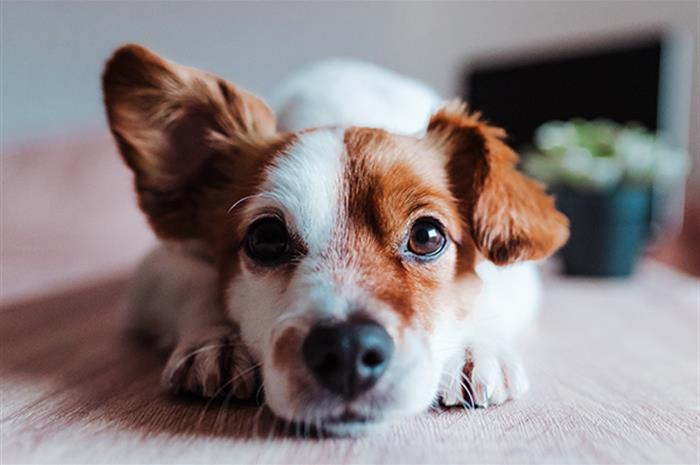 why pet insurance has industry tails wagging