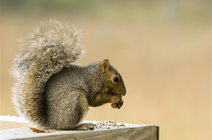 squirrel-nest-causes-fire-is-the-loss-covered