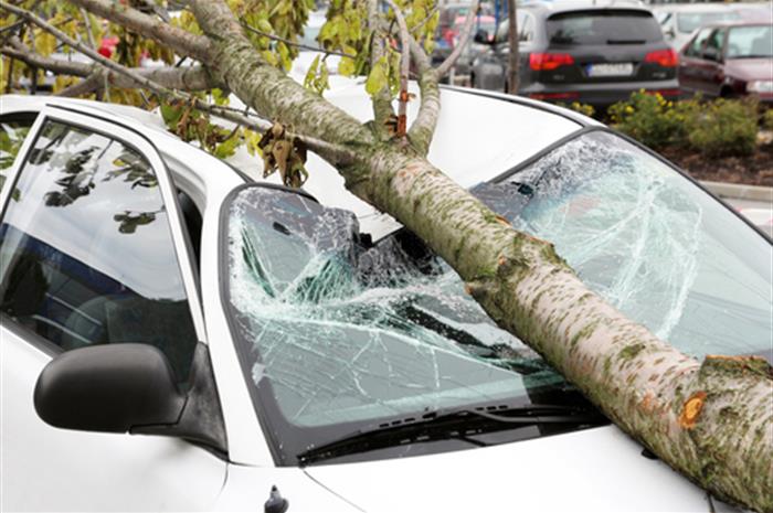 removing-a-tree-from-an-auto-pap-or-ho-policy