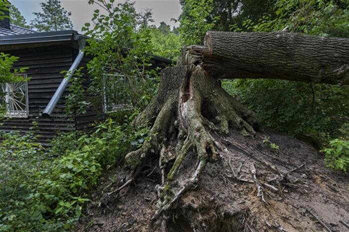 post-disaster-readiness-the-psychology-of-downed-trees