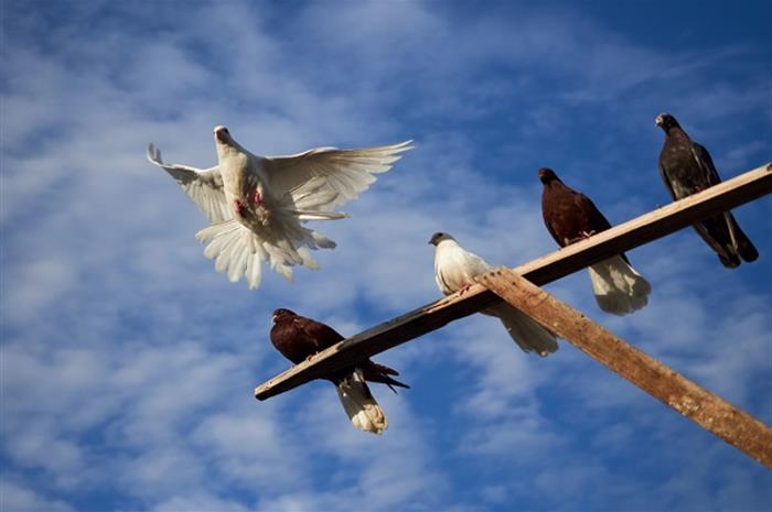 carrier pigeons: make your agency marketing stand out with e-newsletters
